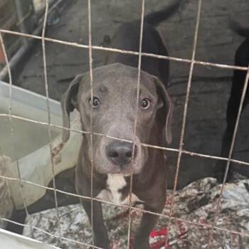 Broccoli -  Labrador Retriever and Mixed Breed Dog for Adoption in St. Peters, Missouri - Broccoli | PetCurious