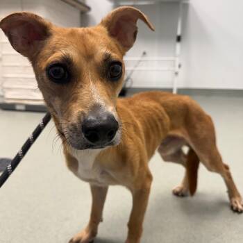 Ritz -  Mixed Breed Dog for Adoption in Abilene, Texas - Ritz | PetCurious