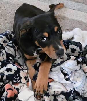 Doberman Pinscher Dogs Available for Adoption in Minneapolis, Minnesota - Desi | PetCurious