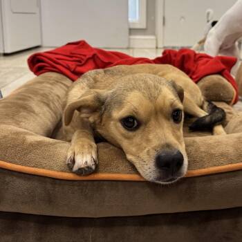 Cinnamon -  Mixed Breed Dog for Adoption in Ogontz Campus, Pennsylvania - Cinnamon | PetCurious