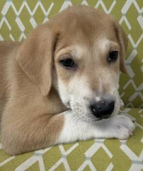 Tansy -  Great Pyrenees and Mixed Breed Dog for Adoption in Lawrenceville, Georgia - Tansy | PetCurious