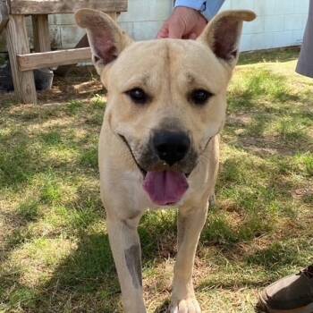 Rescue Carolina Dog Dogs for Adoption in Port Aransas, Texas - Vinny | PetCurious