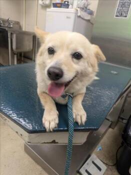 Cardigan Welsh Corgi and Mixed Breed Dogs Available for Adoption in Mobile, Alabama - NIA | PetCurious