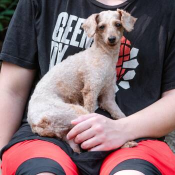 Bun Bun -  Miniature Poodle Dog for Adoption in Chester Springs, Pennsylvania - Bun Bun | PetCurious
