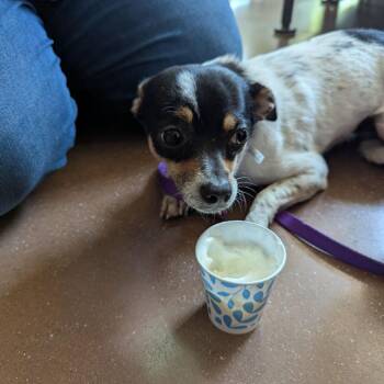 Athos -  Terrier and Mixed Breed Dog for Adoption in Lynchburg, Virginia - Athos | PetCurious