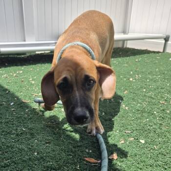 Slay -  Mixed Breed Dog for Adoption - Slay | PetCurious