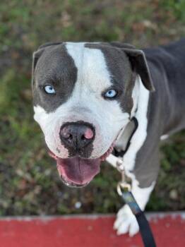 Pit Bull Terrier Dogs Available for Adoption - Meatloaf | PetCurious
