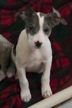 Australian Shepherd and Pointer Dogs Available for Adoption in Thompson Falls, Montana - Gretel | PetCurious