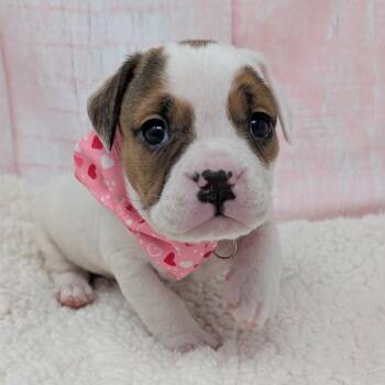 Pit Bull Terrier and Boxer Dogs Available for Adoption - Stover | PetCurious