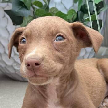 Snickers Mini -  Husky and Hound Dog for Adoption in Andover, Massachusetts - Snickers Mini | PetCurious