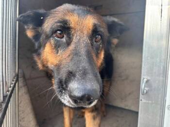 DENALI -  German Shepherd Dog Dog for Adoption in Rowlett, Texas - DENALI | PetCurious