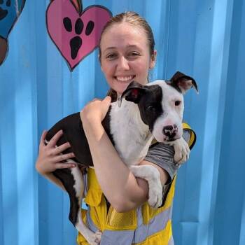 Moo -  Terrier and Pit Bull Terrier Dog for Adoption in Elyria, Ohio - Moo | PetCurious