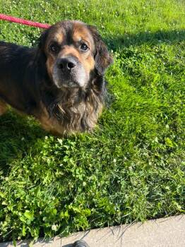 Flounder -  Mixed Breed Dog for Adoption in Troy, Ohio - Flounder | PetCurious