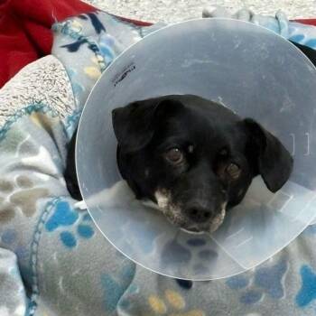 Chihuahua and Mixed Breed Dogs Available for Adoption in Lake Havasu City, Arizona - Chica | PetCurious