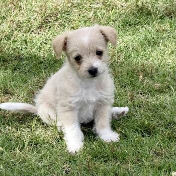 Chihuahua Dogs Available for Adoption in Fort Worth, Texas - Pimlico | PetCurious