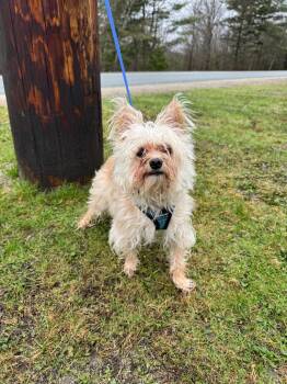 Yorkshire Terrier and Poodle Dogs Available for Adoption in Lunenburg, Vermont - Lucas | PetCurious