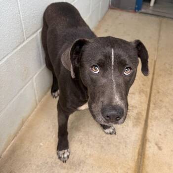 Mixed Breed Dogs Available for Adoption in Denison, Texas - Davy | PetCurious
