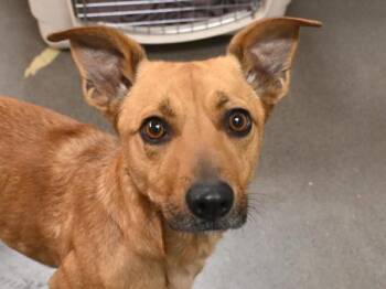 Terrier and Dachshund Dogs Available for Adoption - Koda | PetCurious
