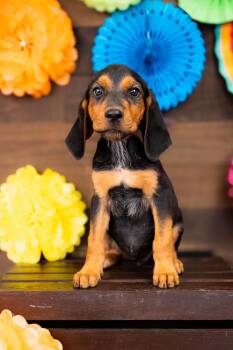800-26 -  Hound Dog for Adoption in Brighton, Colorado - 800-26 | PetCurious