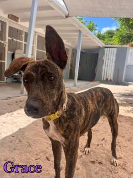 Rescue Mixed Breed Dogs for Adoption in Vaughan, Ontario - Grace | PetCurious