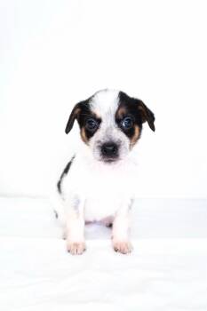 Australian Cattle Dog Blue Heeler Dogs Available for Adoption in Bixby, Oklahoma - Squishmallow | PetCurious