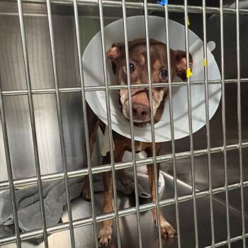 Precious -  Chihuahua Dog for Adoption in Tampa, Florida - Precious | PetCurious