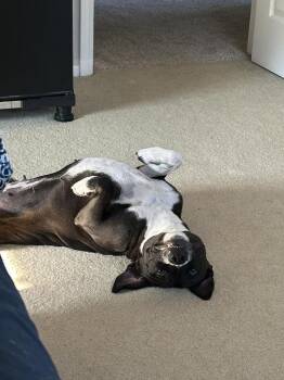 Pickles McGee -  Mixed Breed Dog for Adoption in Detroit, Michigan - Pickles McGee | PetCurious