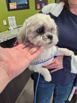 Mixed Breed Dogs Available for Adoption - Edna | PetCurious