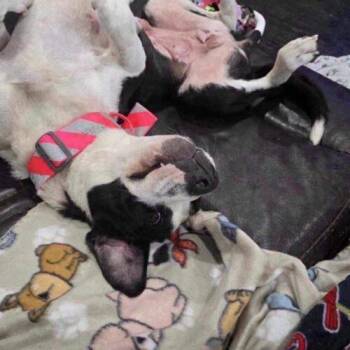 Collette -  Pit Bull Terrier Dog for Adoption in Broken Arrow, Oklahoma - Collette | PetCurious