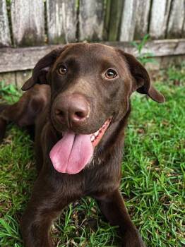 Sal 4 -  Chocolate Labrador Retriever Dog for Adoption in Killingworth, Connecticut - Sal 4 | PetCurious