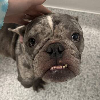 French Bulldog Dogs Available for Adoption in Fort Wayne, Indiana - Sprinkles | PetCurious