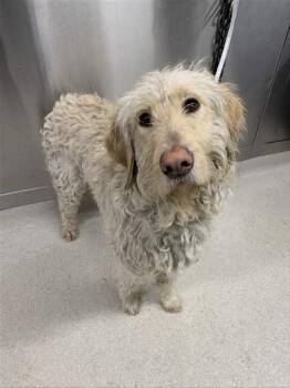 Labrador Retriever and Poodle Dogs Available for Adoption in Fairbanks, Alaska - EDDIE | PetCurious