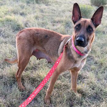 990 (2026) Mama Priscilla -  Belgian Shepherd Malinois and Mixed Breed Dog for Adoption in Parker, Colorado - 990 (2026) Mama Priscilla | PetCurious