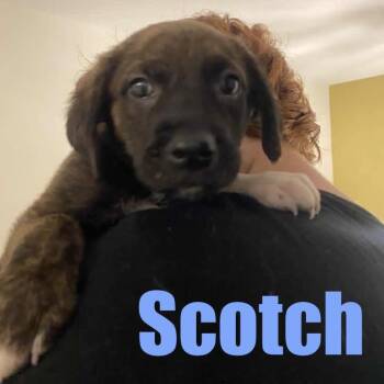 Scotch -  Border Collie and Mixed Breed Dog for Adoption in Ellicott City, Maryland - Scotch | PetCurious