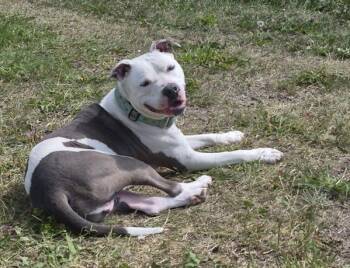 Rex -  Pit Bull Terrier Dog for Adoption in Abbotsford, British Columbia - Rex | PetCurious