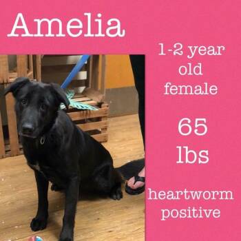 Amelia -  Shepherd Dog for Adoption in Sorrento, Louisiana - Amelia | PetCurious