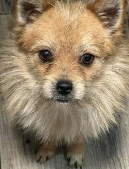 Pomeranian and Yorkshire Terrier Dogs Available for Adoption - Happy | PetCurious