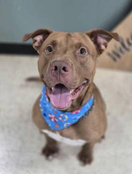 Titan -  American Staffordshire Terrier and Pit Bull Terrier Dog for Adoption in Watertown, Connecticut - Titan | PetCurious