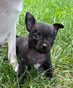 OOGIE BOOGIE -  Chihuahua Dog for Adoption in Santa Rosa, California - OOGIE BOOGIE | PetCurious
