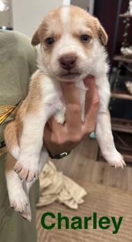 Rescue Cocker Spaniel and German Shepherd Dog Dogs for Adoption in Matthews, North Carolina - Charley | PetCurious