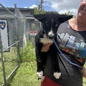 Mia -  Mixed Breed Dog for Adoption in Austin, Texas - Mia | PetCurious