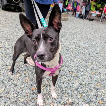 Cannoli -  Feist and Carolina Dog Dog for Adoption in Wake Forest, North Carolina - Cannoli | PetCurious