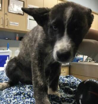 CHORIZO -  Siberian Husky Dog for Adoption in Riverside, California - CHORIZO | PetCurious
