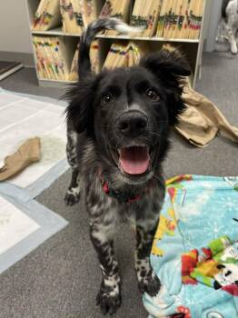 Cattle Dog and English Springer Spaniel Dogs Available for Adoption in Coldwater, Michigan - Dylan | PetCurious