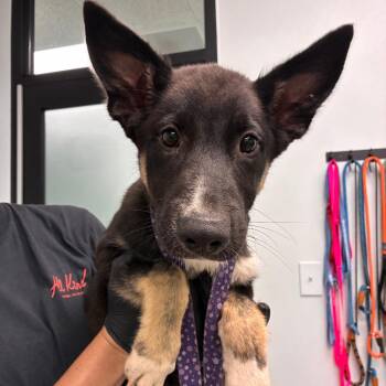Ragnaros -  German Shepherd Dog Dog for Adoption in Abilene, Texas - Ragnaros | PetCurious