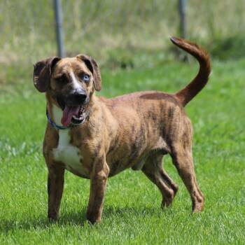 Rescue Beagle Dogs for Adoption in Fairfax, Virginia - Mike | PetCurious
