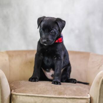 Pit Bull Terrier Dogs Available for Adoption in East St. Louis, Illinois - Capri | PetCurious