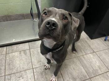 Rescue American Staffordshire Terrier and Mixed Breed Dogs for Adoption in Grand Prairie, Texas - SQUARE | PetCurious