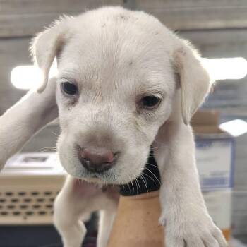 Draco -  Black Mouth Cur and Chow Chow Dog for Adoption in Beulaville, North Carolina - Draco | PetCurious