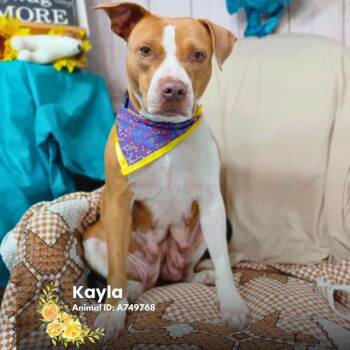 MISSY -  American Staffordshire Terrier Dog for Adoption in San Antonio, Texas - MISSY | PetCurious
